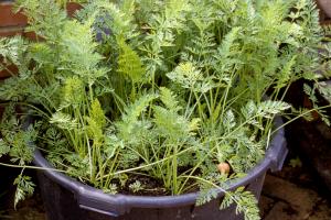 Carottes en pot