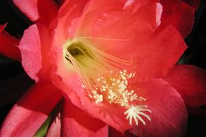Epiphytic cactus Epiphyllum 'Dorian'