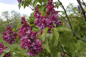 Syringa vulgaris 'Mrs.Edward Harding'