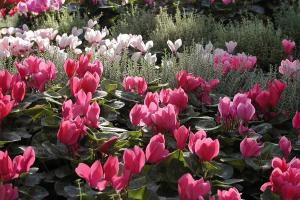 Cyclamen Cyclamen