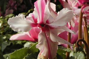 Florist’s cyclamen Cyclamen persicum 'Striata'