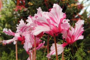 Cyclamen de Perse Cyclamen persicum 'Striata'