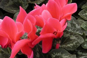 Florist’s cyclamen Cyclamen persicum 'Halios Fuschia Vif Amélioré'