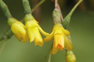 Epiphytic cactus Hatiora salicornioides