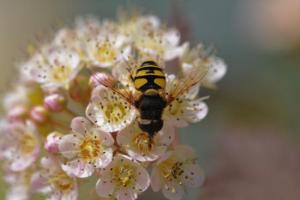 The black and yellow colors as well as the presence of a single pair of wings confirm that this is a syrphid.