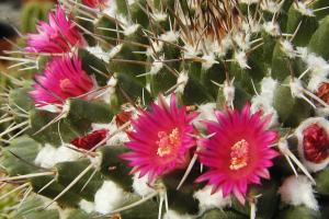 Mammillaria magnimamma.