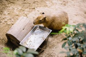 La Forêt tropicale humide du Biodôme