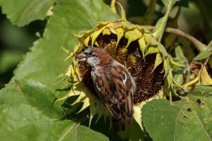 Moineau sur un tournesol