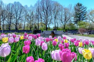 Tulipes au Jardin botanique