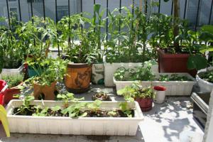 Jardinage sur le balcon