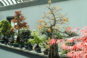Les arbres miniatures du Jardin céleste.