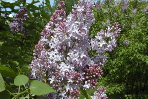 Syringa vulgaris 'Marlyensis'.