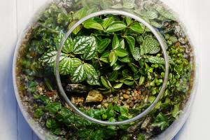 Terrarium garni de petites plantes