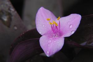 Tradescantia pallida 'Purple Heart'.