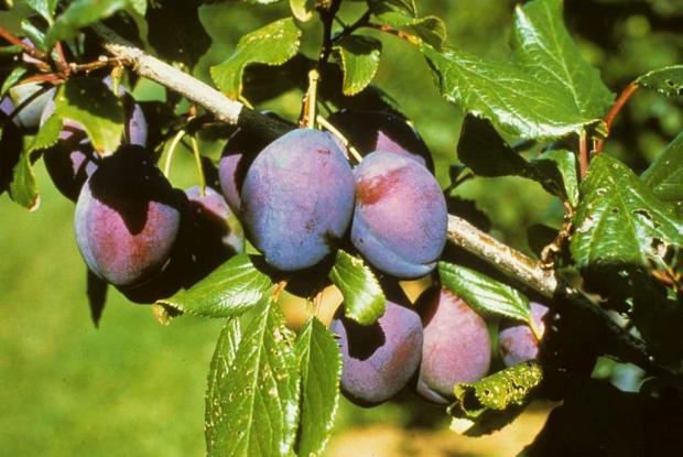 Plum tree in fruit Prunus 'Blue Bell'