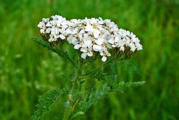 8 - Achillée millefeuille