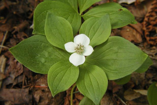 Bunchberry