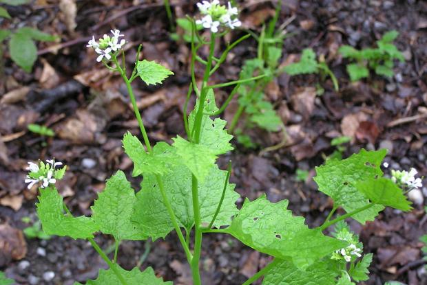 Alliaria petiolata