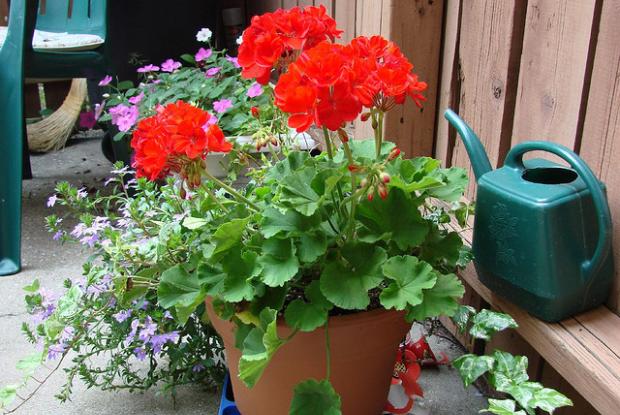 Geranium en pot Géranium (Pelargonium sp.) en pot