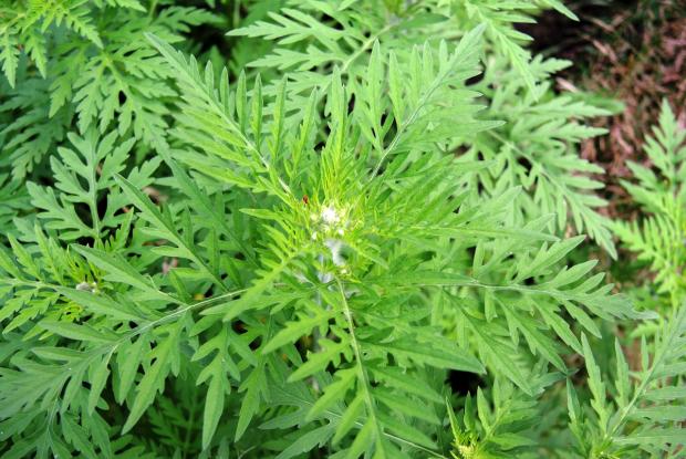 Ragweed (Ambrosia artemisiifolia)