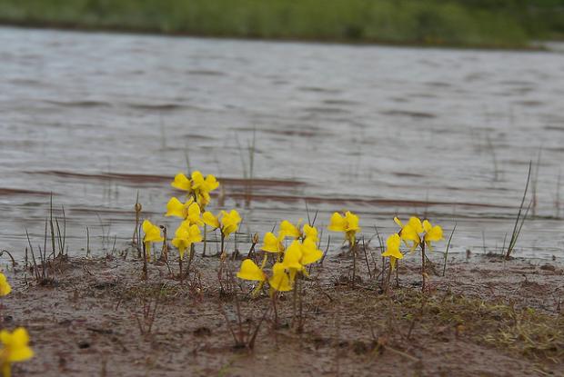 Horned bladderwort Utricularia cornuta
