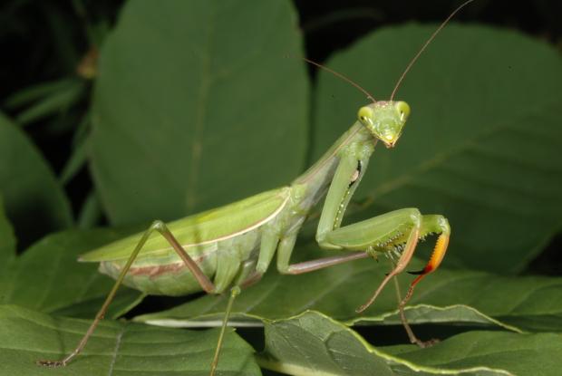 Mantis religiosa.