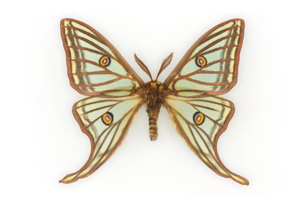 Isabelle Graellsia isabellae.