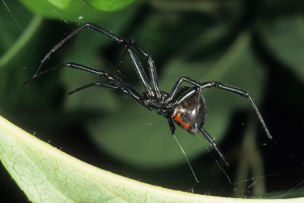 Latrodectus hesperus.