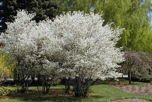 Amelanchier canadensis