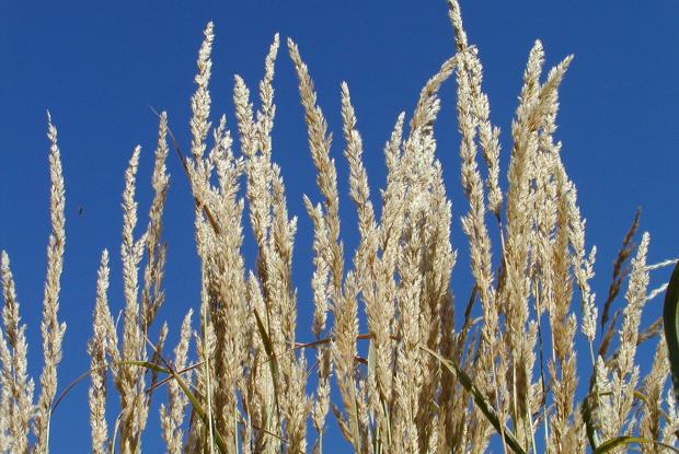 Calamagrostis x acutiflora.