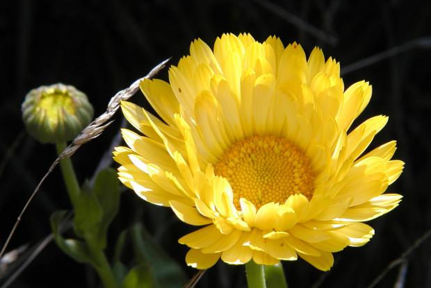 Calendula officinalis.
