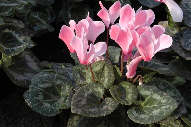 Cyclamen