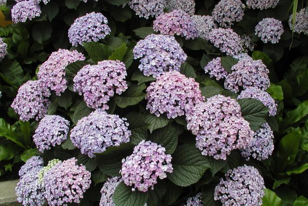 Hydrangea macrophylla.