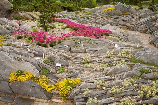 Crevice garden