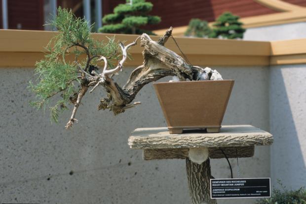 North American bonsai in the courtyard of the Tree House Juniperus scopulorum, Bonsai