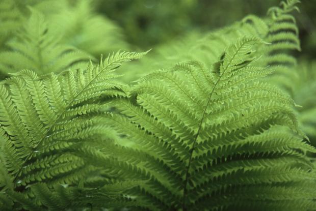 Matteuccia struthiopteris.