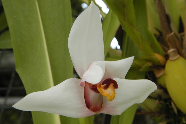 Orchid Maxillaria huebschii