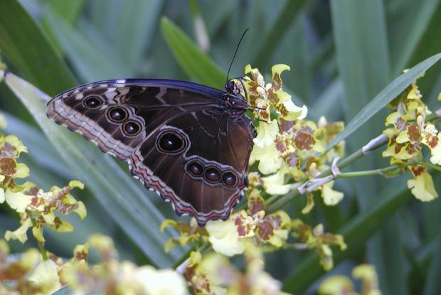 Papillon sur une orchidée