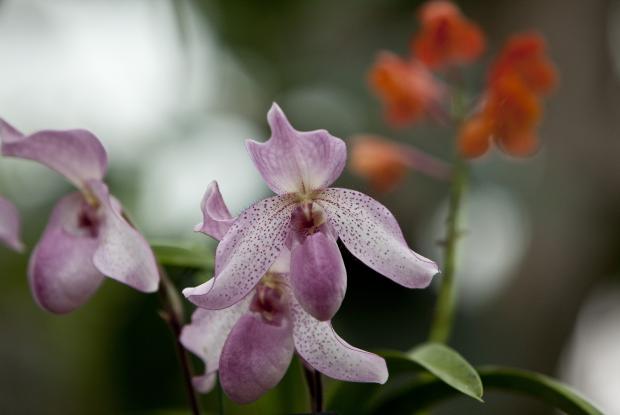 Paphiopedilum Madame Martinet.
