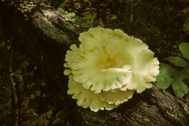 Pleurotus ostreatus