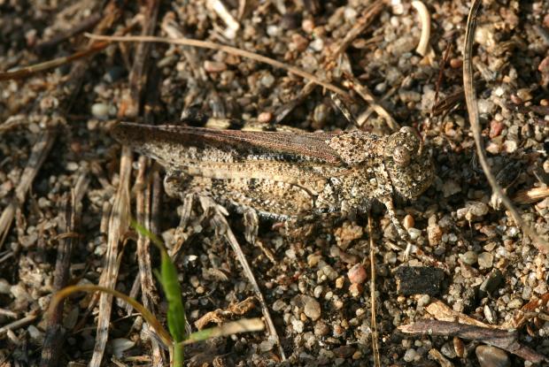 Oedipode, Québec, Canada.