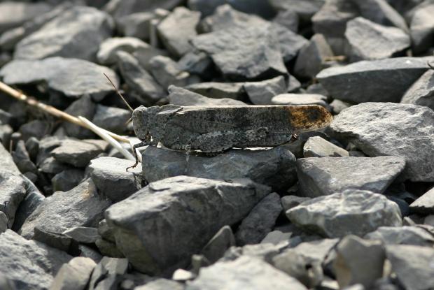 Grasshopper, Québec, Canada.