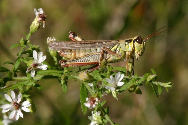 Acrididae, Québec, Canada.