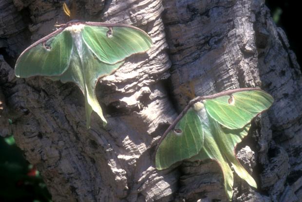 Actias luna, Québec, Canada.
