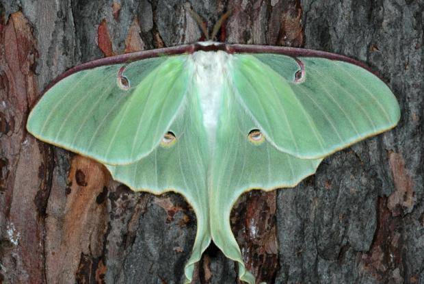 Luna moth Actias luna, Québec, Canada.