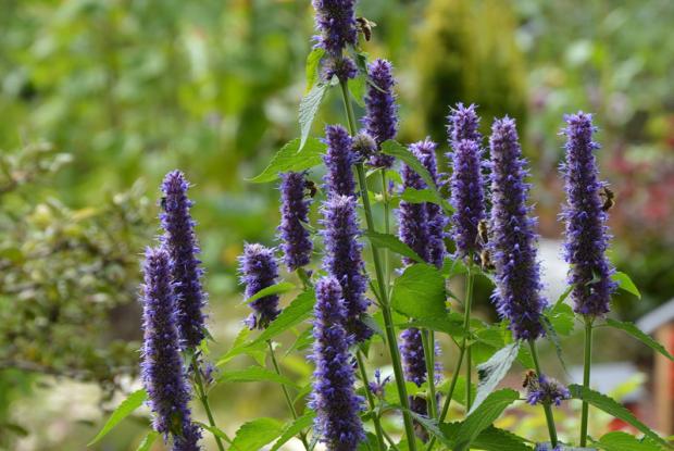 Agastache fenouil