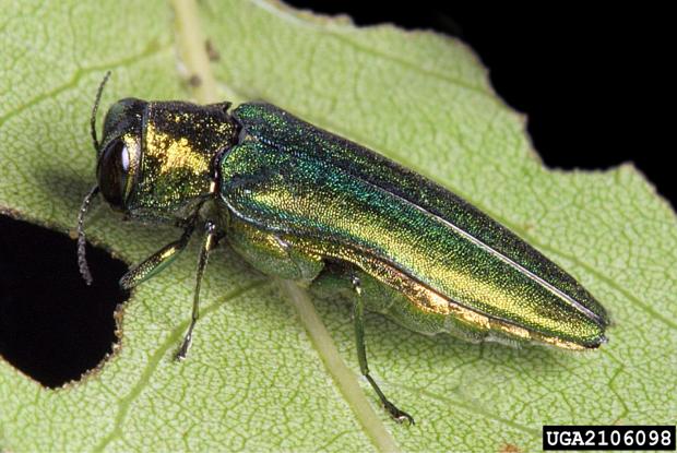 Agrilus planipennis