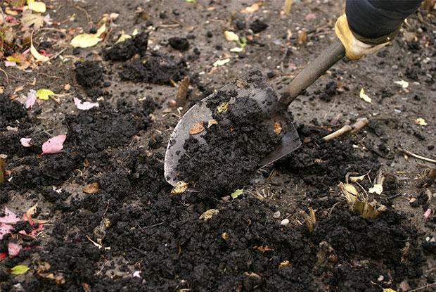 Compost added to a vegetable patch