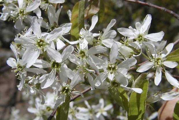 Amelanchier canadensis