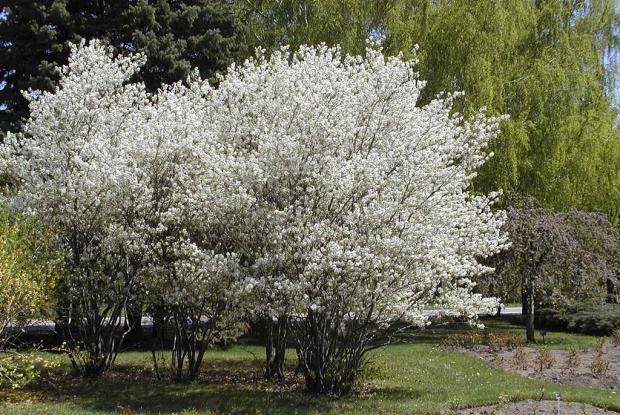 Amelanchier canadensis